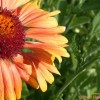 Flower 1