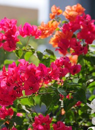 bougainvillea