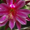 epiphyllum_paradise_06-2