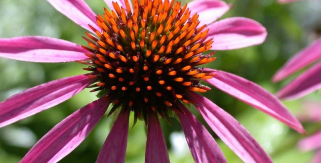flower 2