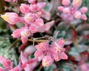 imagesCAP1FUME