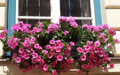 God’s Pruning Shears