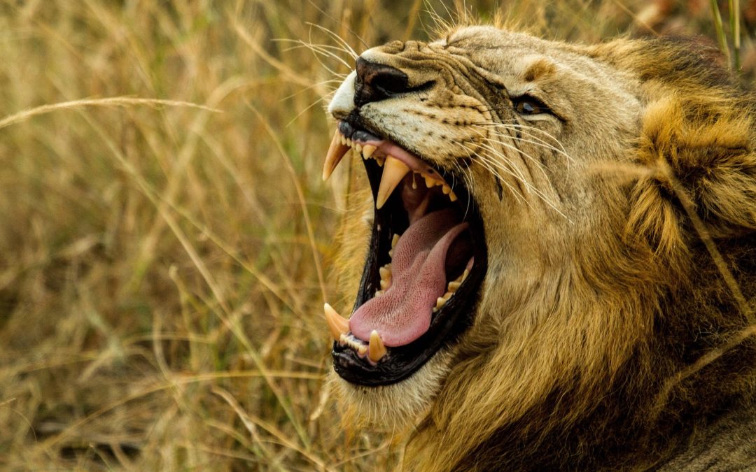 A Roaring Lion