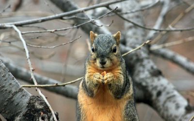 Fighting Squirrels